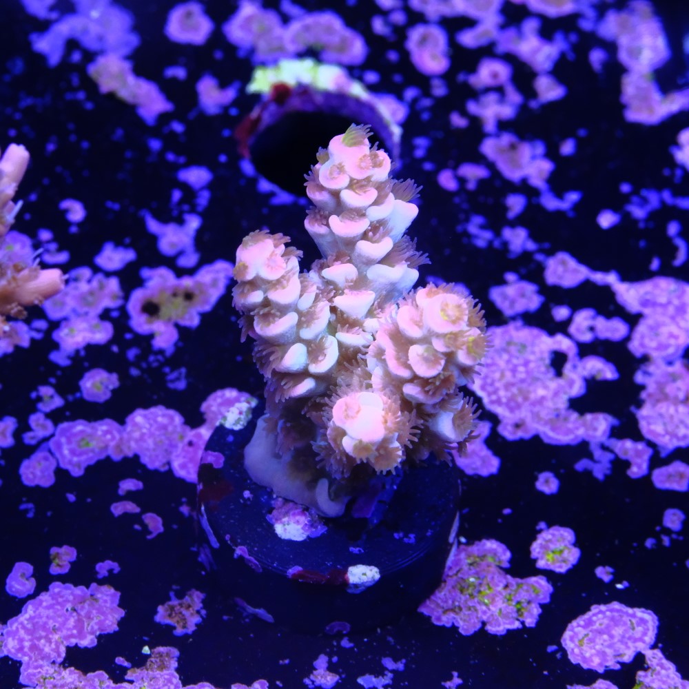 Acropora tenuis Bubbleyum 2