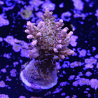 Tyree pinky the bear acropora 2