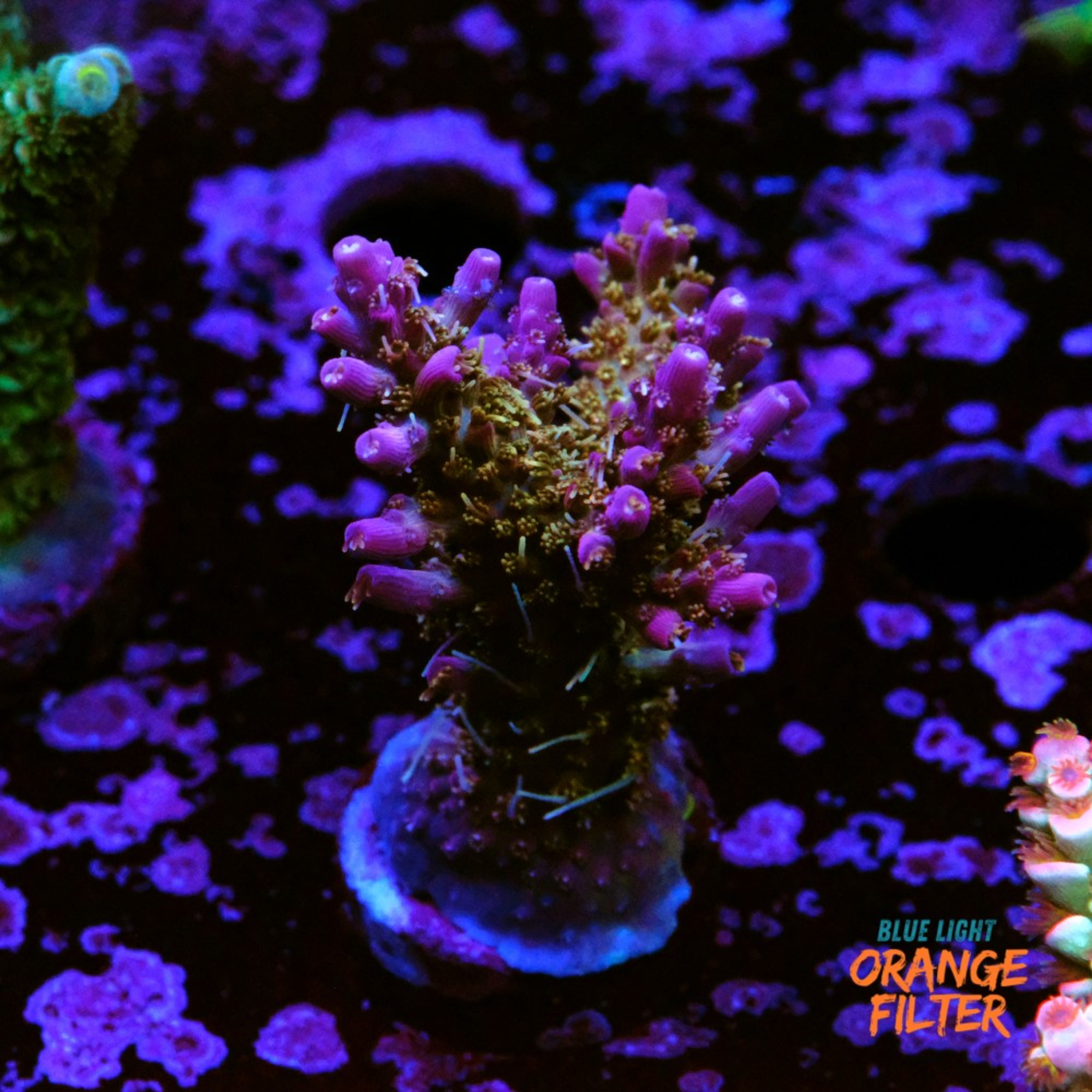 Tyree pinky the bear acropora