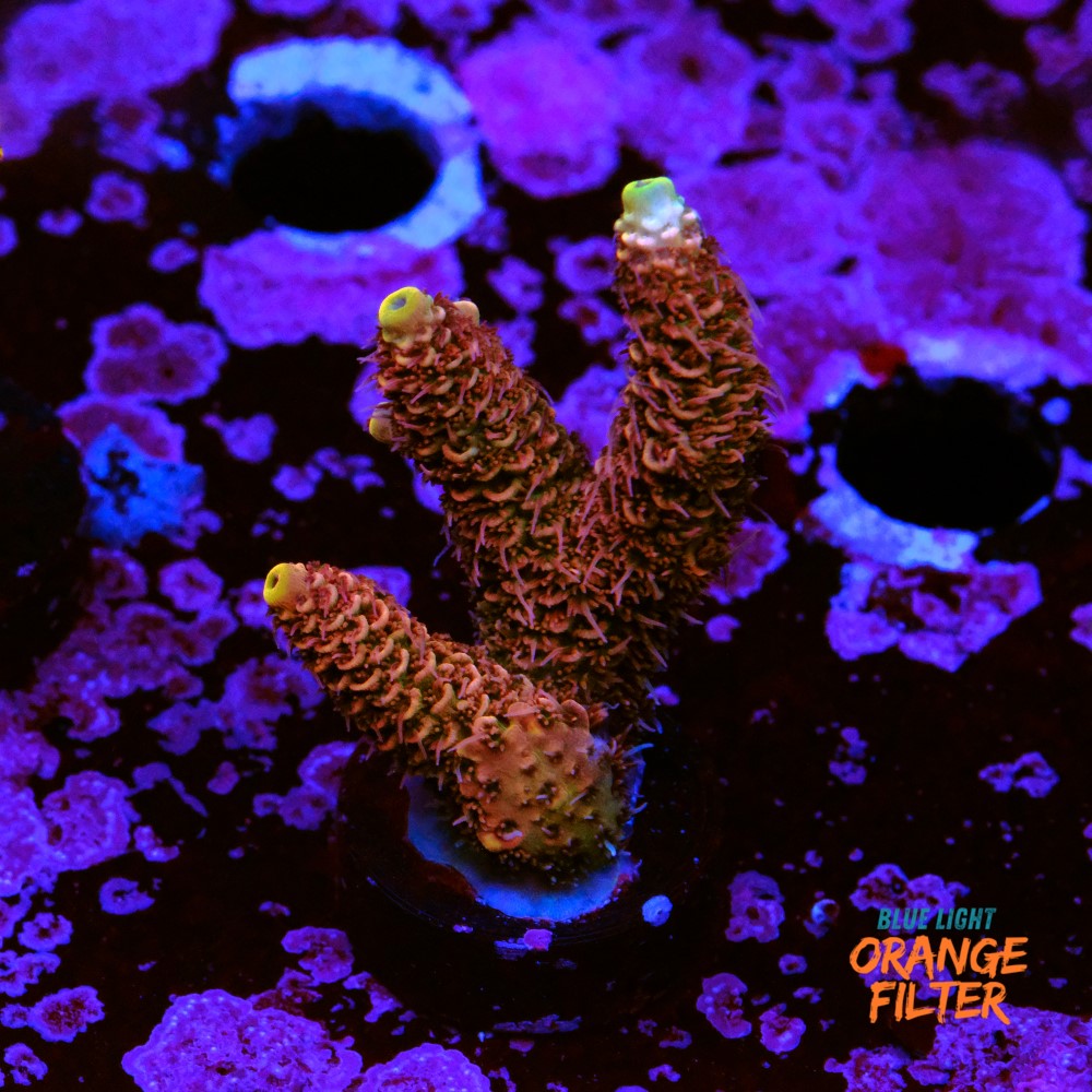 Acropoa millepora copper skin 1