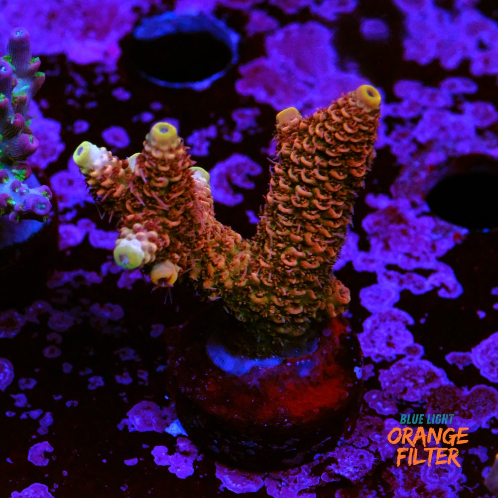 Acropora millepora copper skin 1