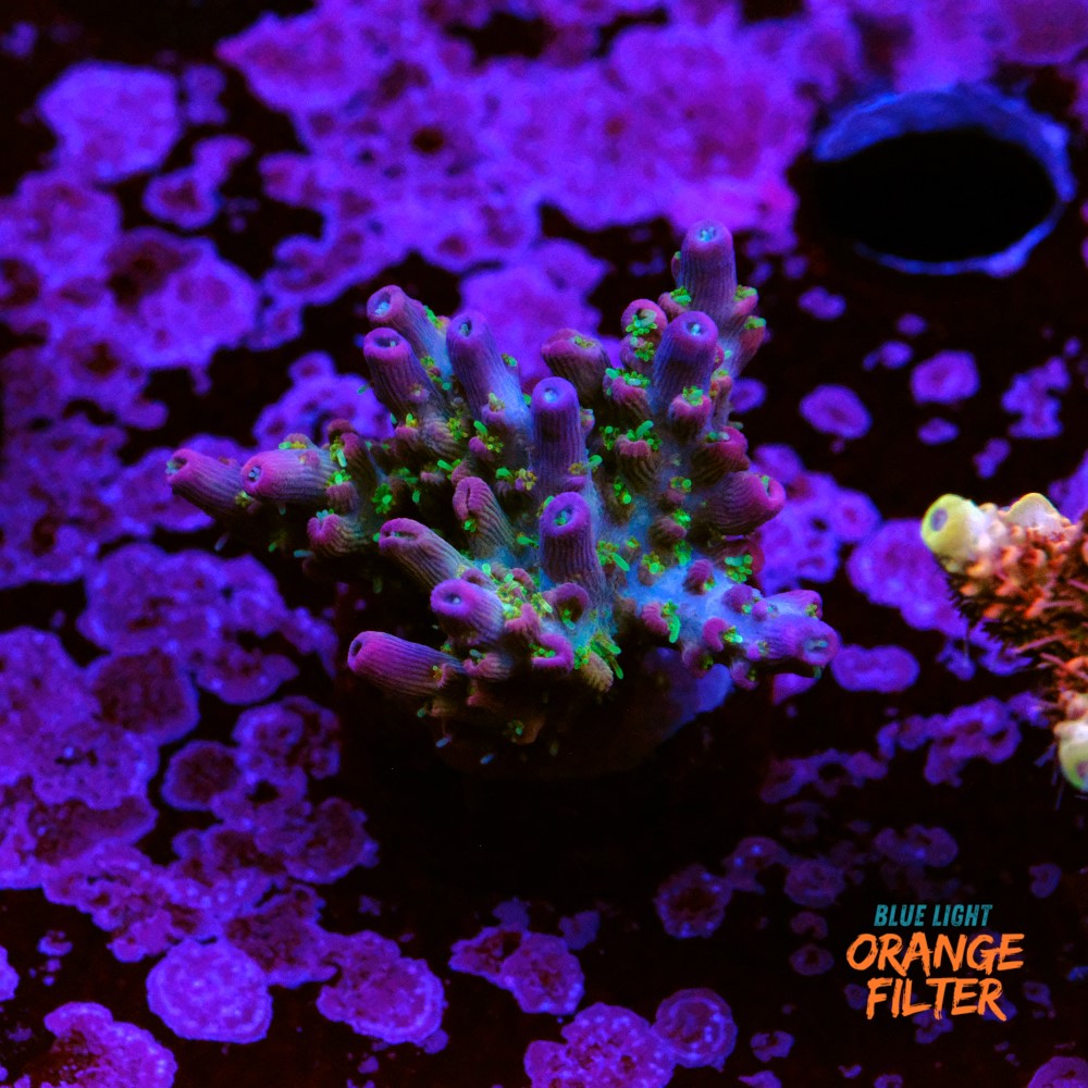 Acropora vivid confetti 1