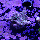 Acropora vivid confetti 2