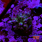 Acropora vivid confetti 1