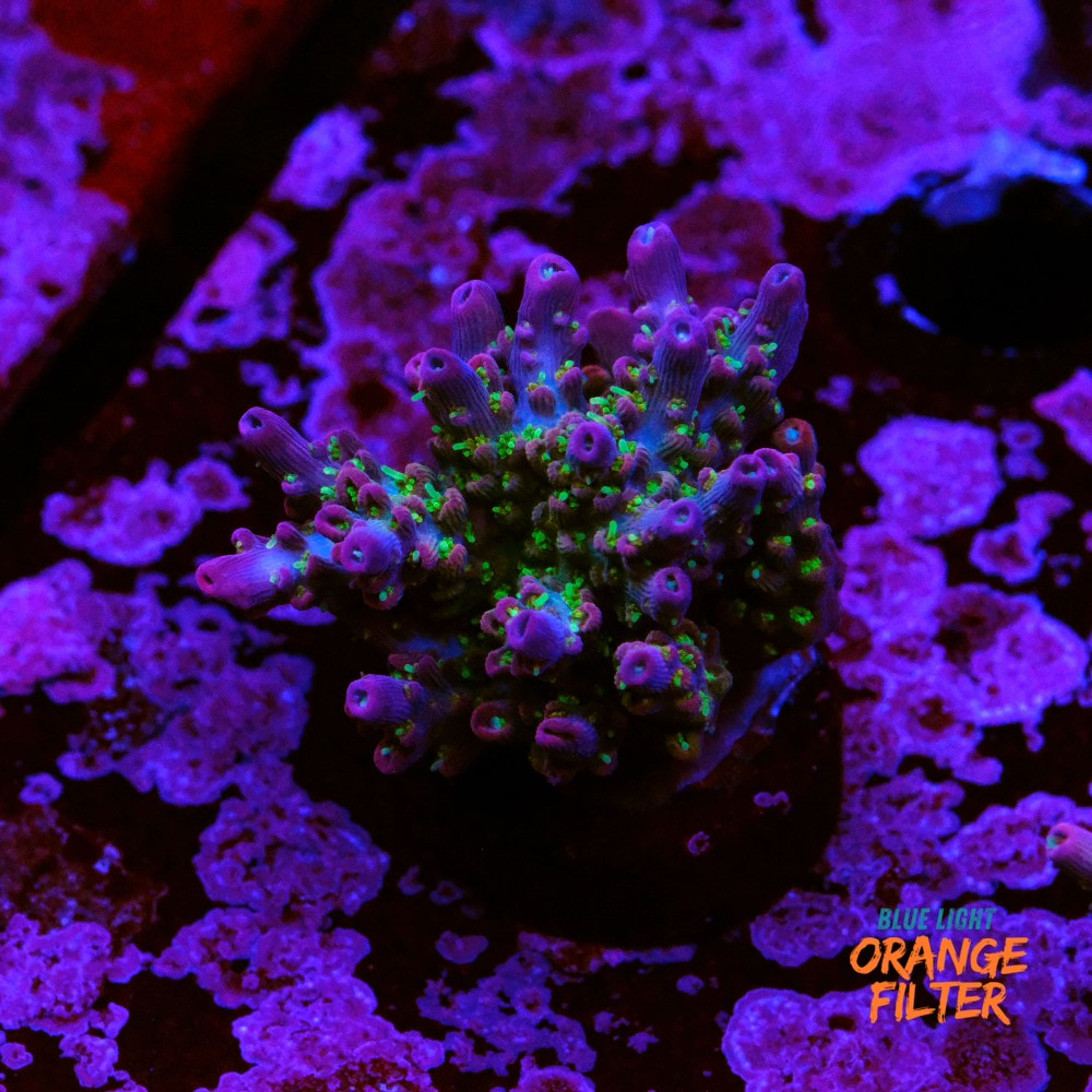 Acropora vivid confetti