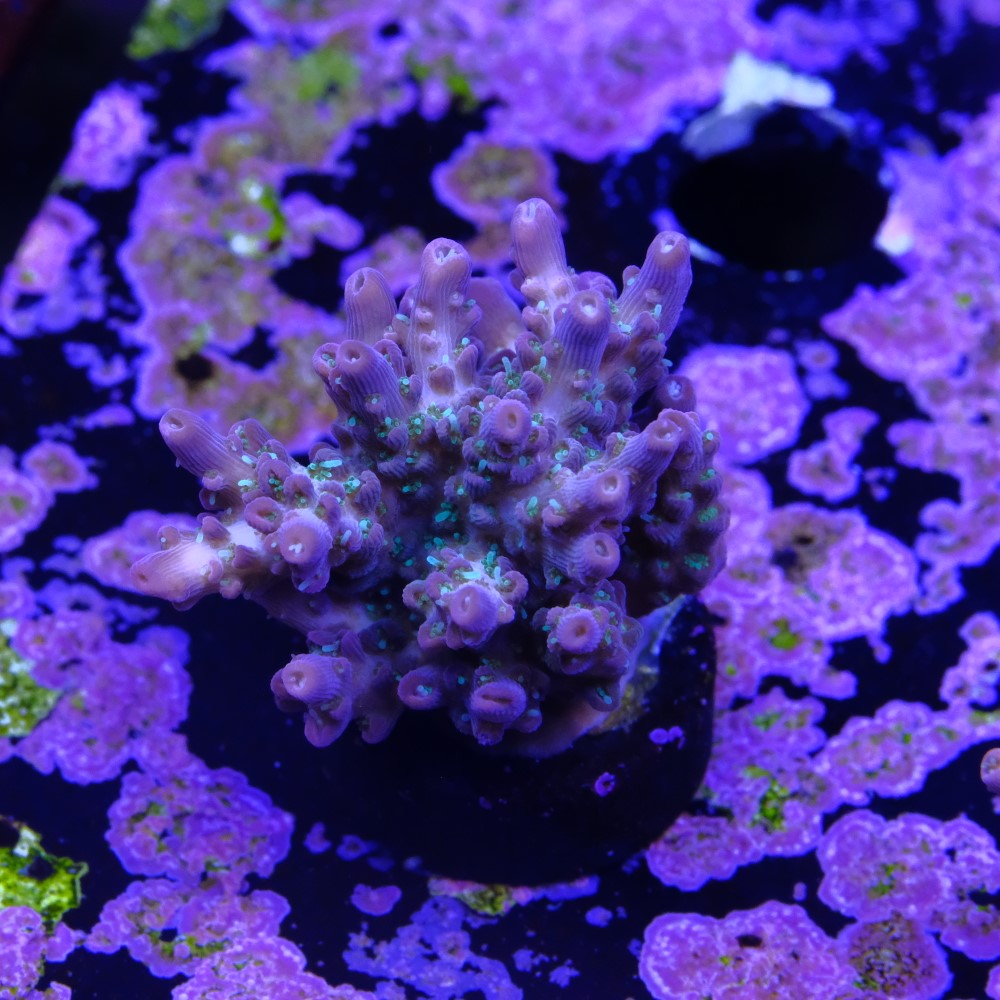 Acropora vivid confetti 2