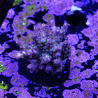 Acropora vivid confetti 2