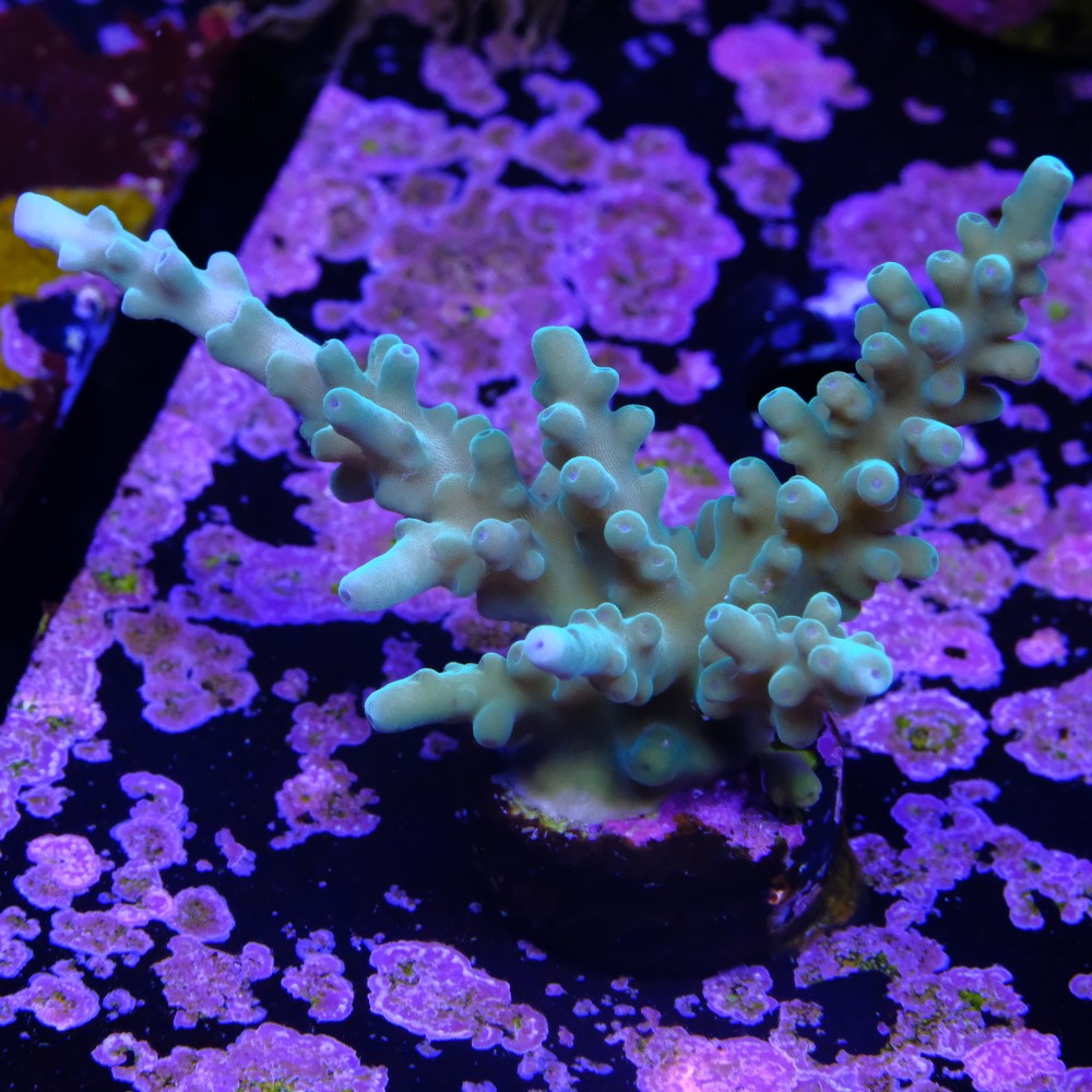 Acropora echinata 2