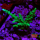 Acropora echinata 1