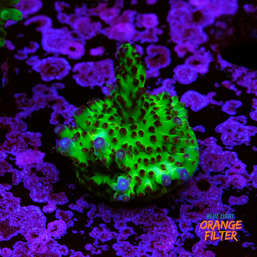 Acropora sour twist 1