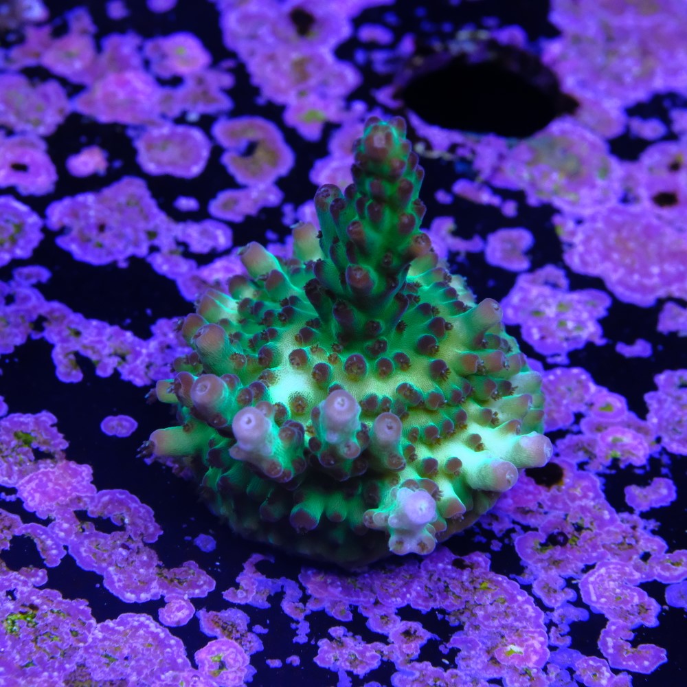 Acropora sour twist 2