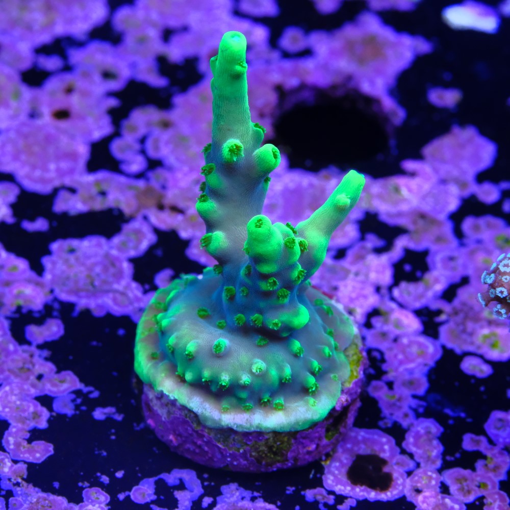 Acropora yoda 2