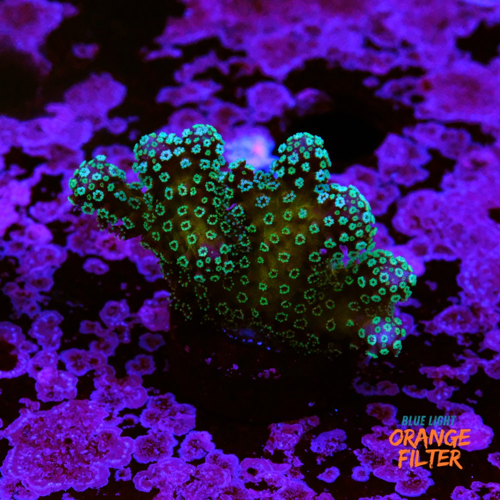 Stylophora stellar  1