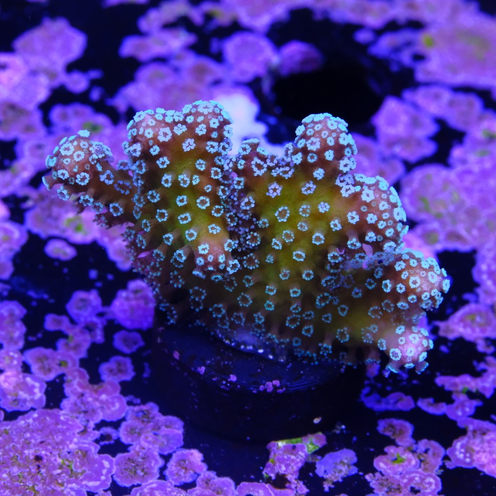 Stylophora stellar  2