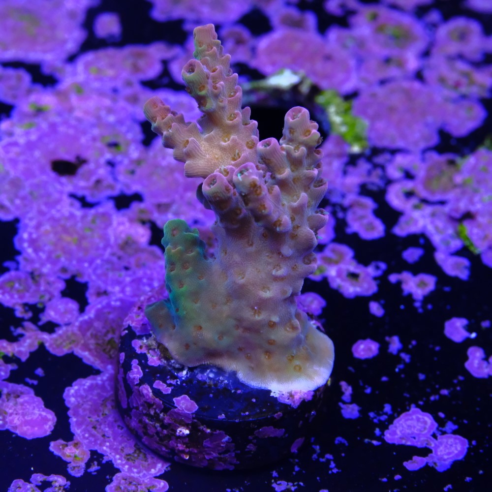 Acropora hyacinthus rainbow 2