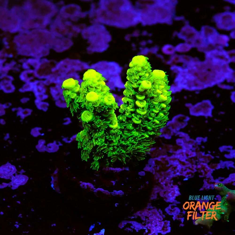 Acropora vermiculata 1