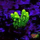 Acropora vermiculata 1