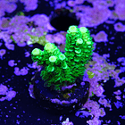 Acropora vermiculata 2