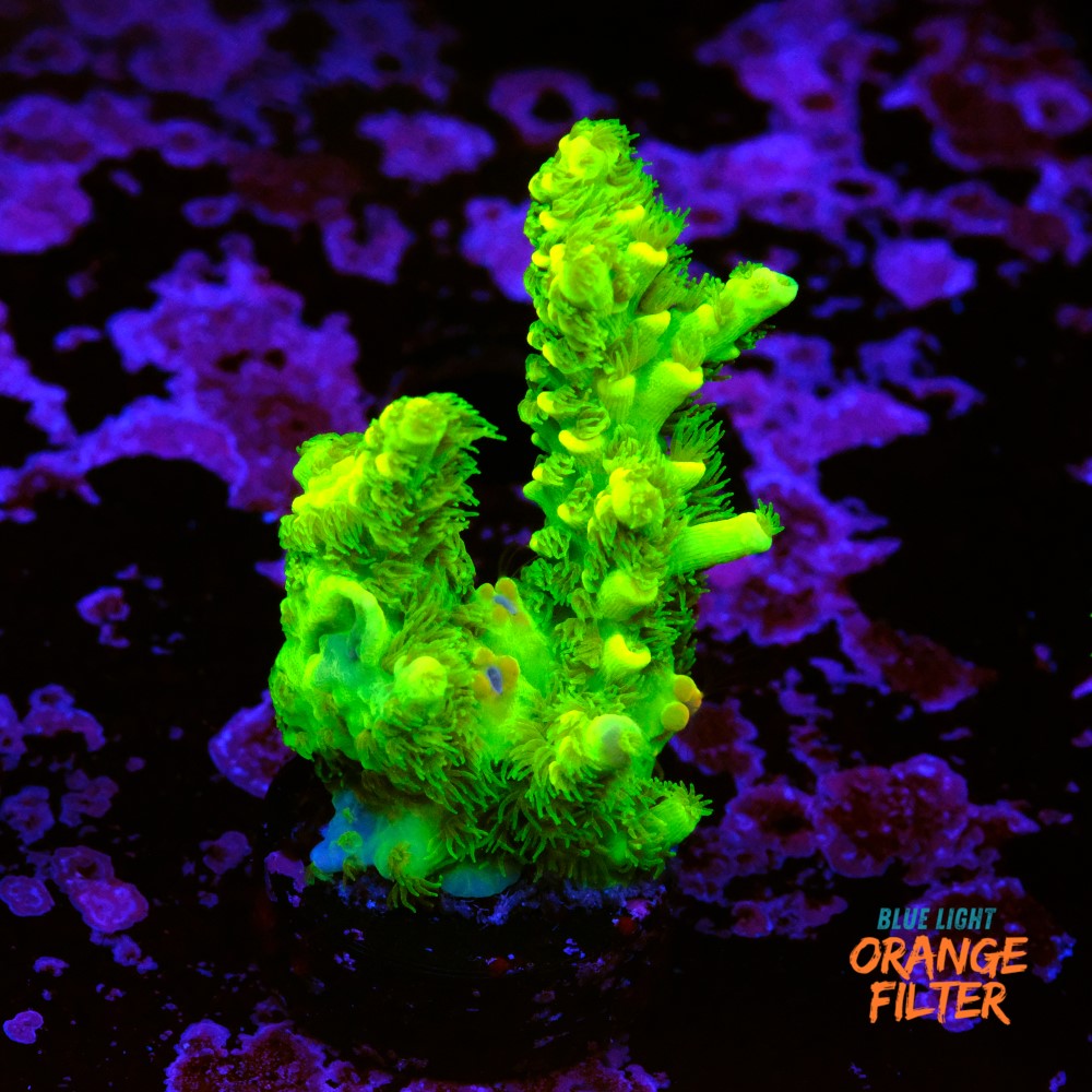 Acropora vermiculata 1