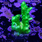 Acropora vermiculata 2