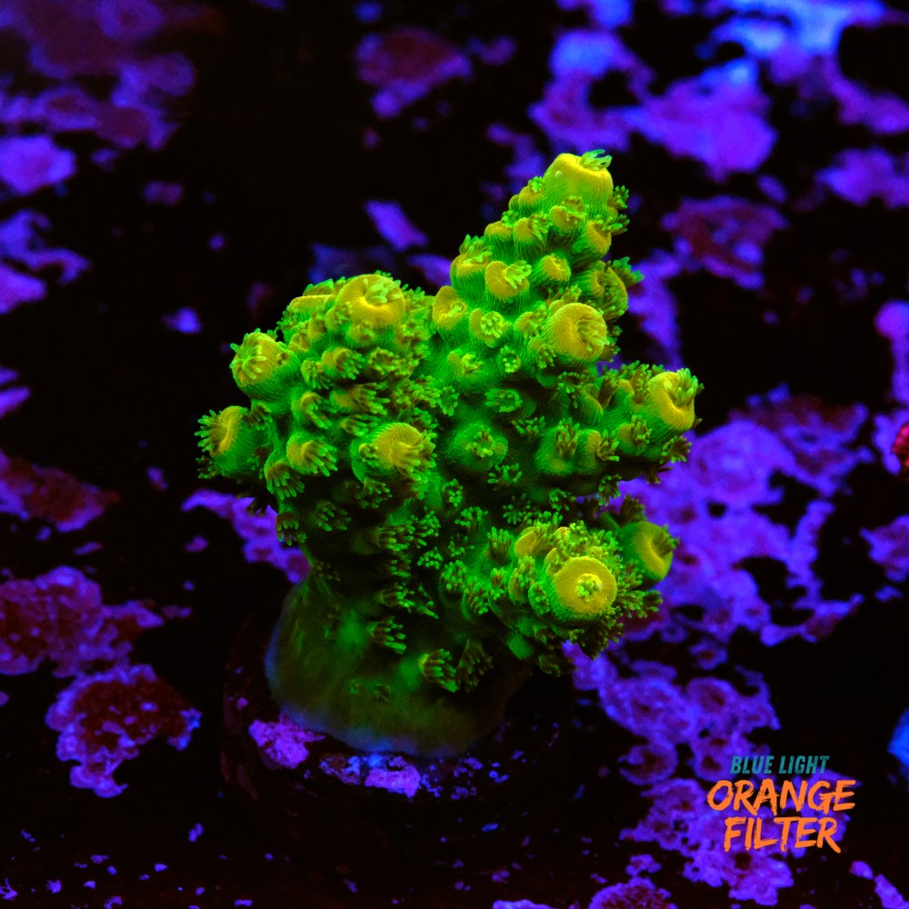 Acropora florida 1