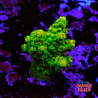 Acropora florida 1