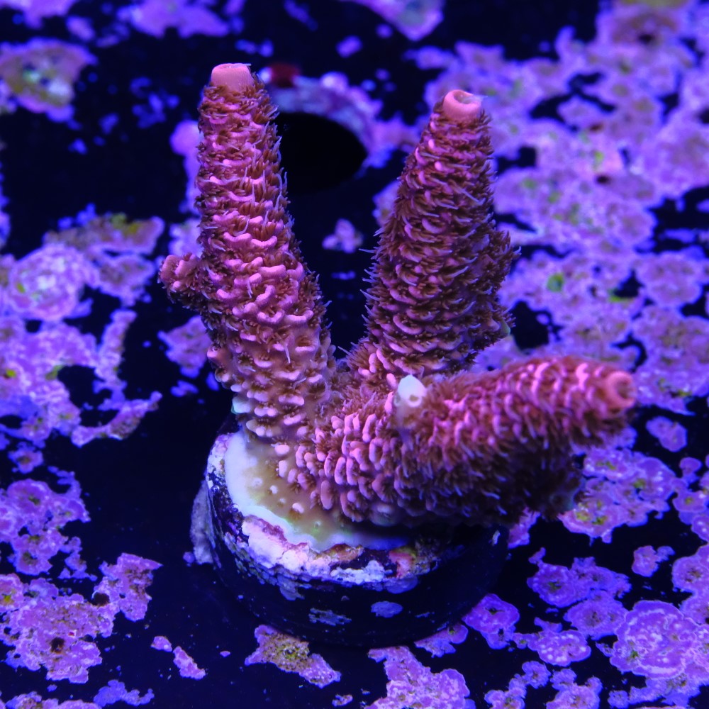 Acropora millepora  2