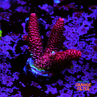 Acropora millepora  1