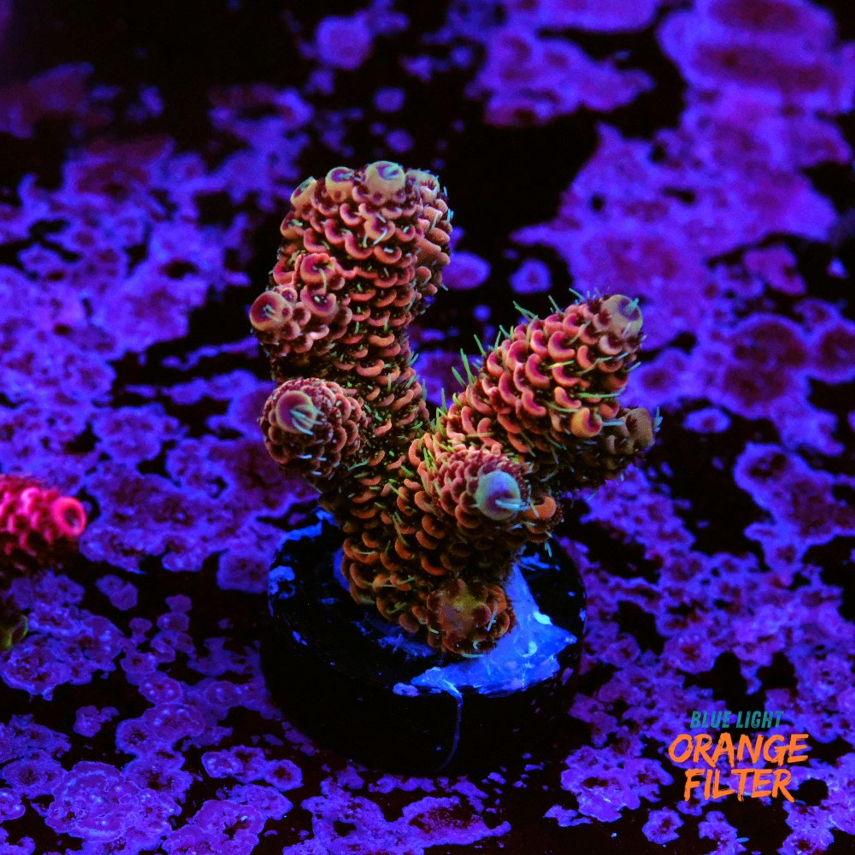 Acropora millepora 