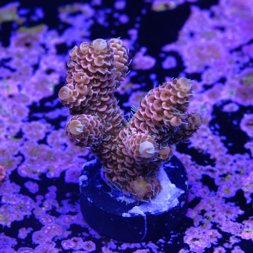 Acropora millepora  2