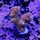 Acropora millepora  2