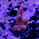 Acropora millepora  2