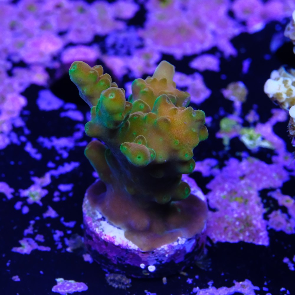 Acropora Gold Finger  2
