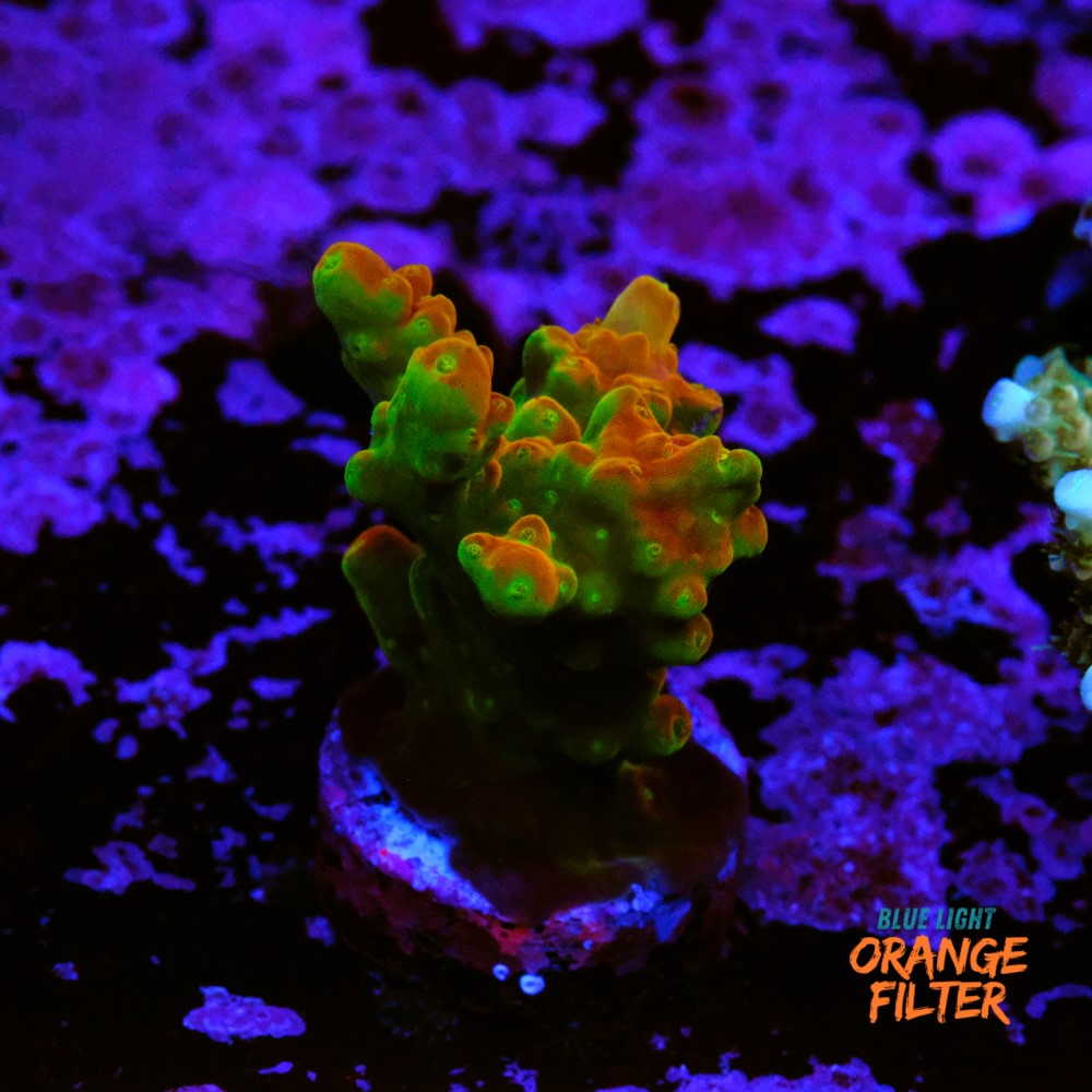 Acropora Gold Finger  1