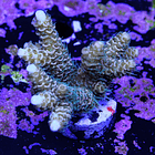 Acropora millepora 2