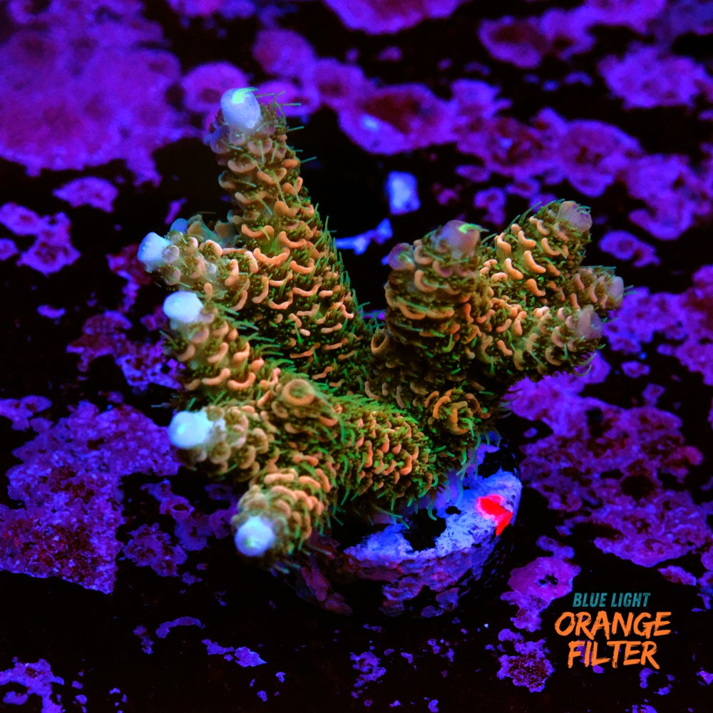 Acropora millepora 1