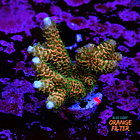 Acropora millepora 1