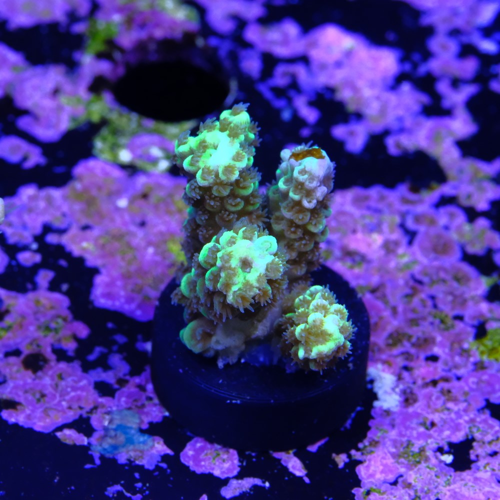 Acropora tenuis 2