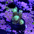 Acropora tenuis 2