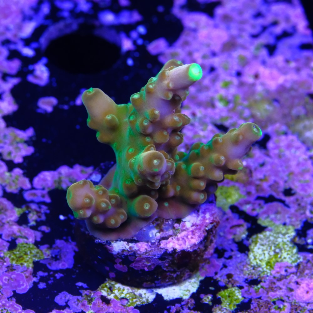 Acropora Gold Finger  2