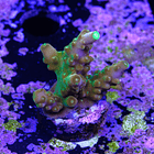 Acropora Gold Finger  2