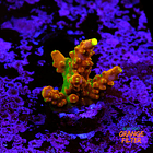 Acropora Gold Finger  1