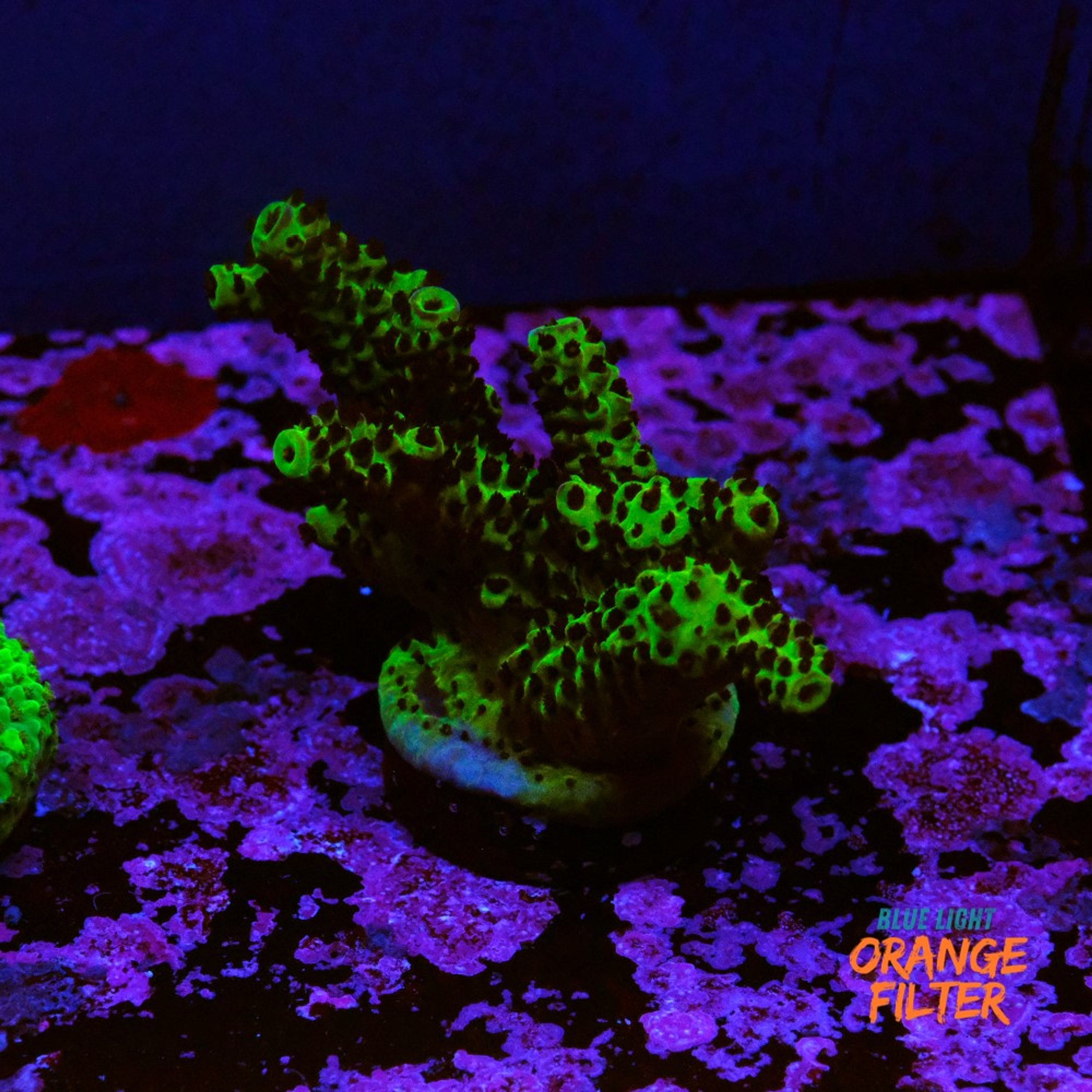 Acropora samoensis