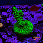 Acropora solomon split  1
