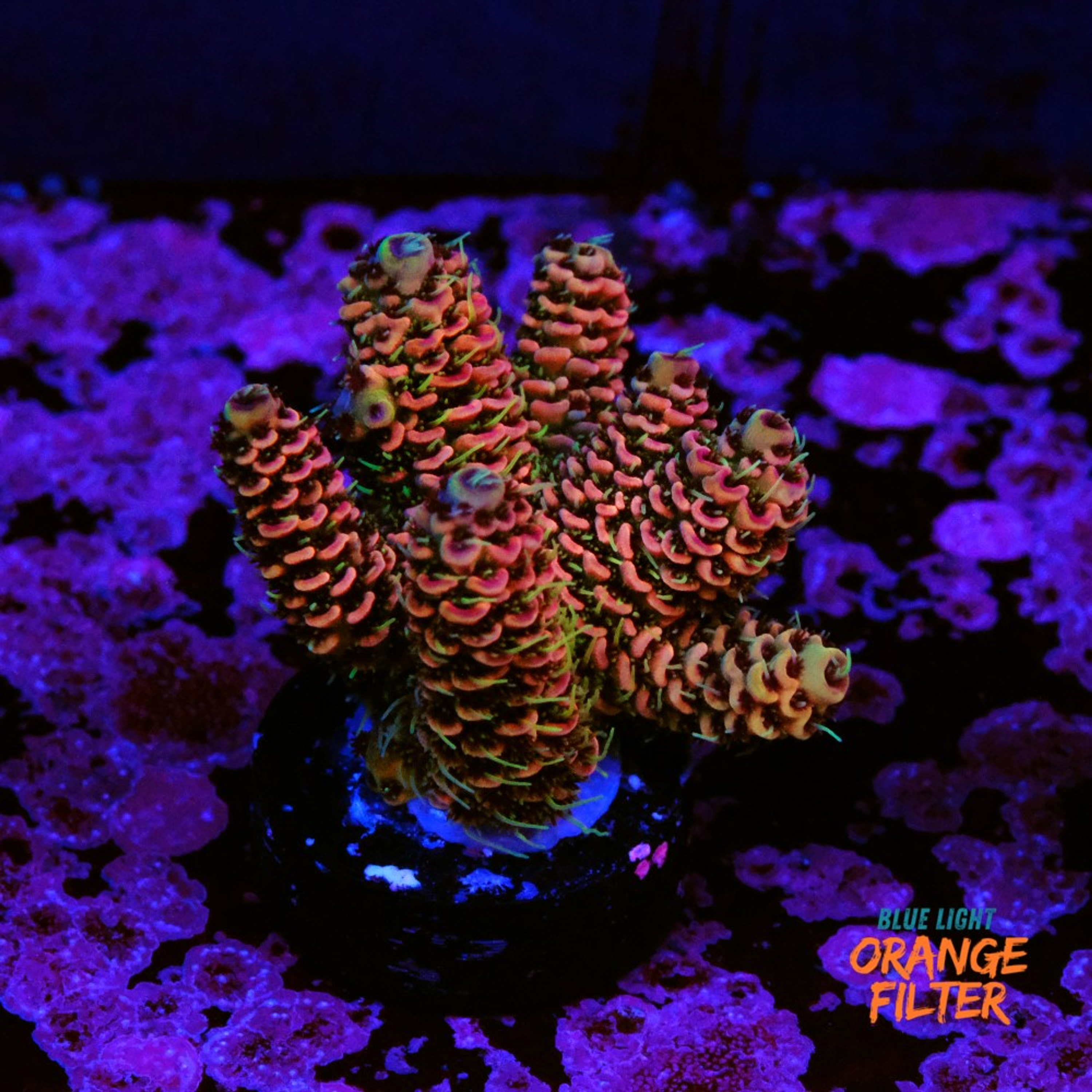 Acropora millepora 