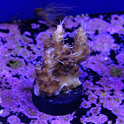Tyree pinky the bear acropora 2