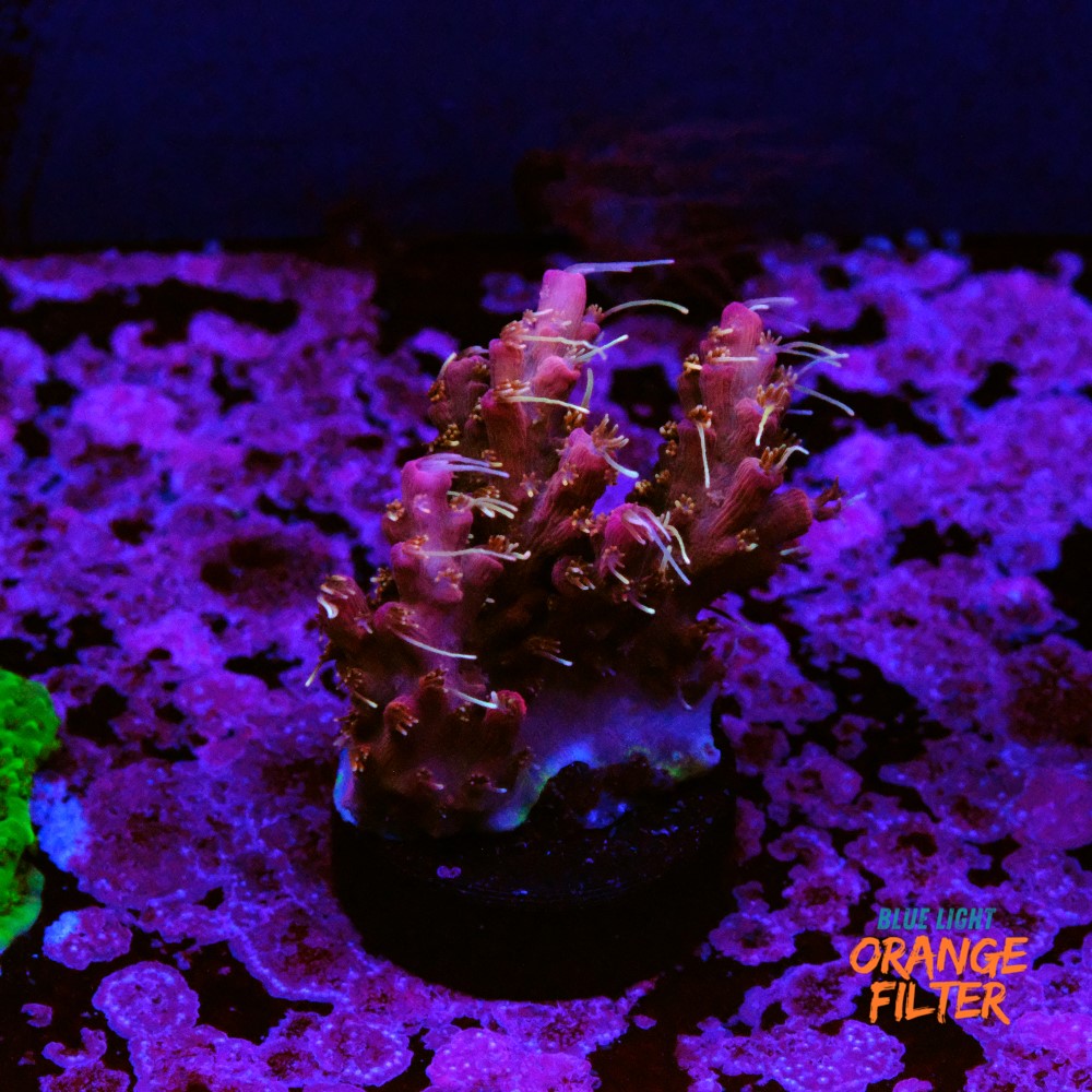 Tyree pinky the bear acropora 1