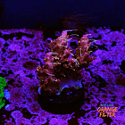 Tyree pinky the bear acropora 1