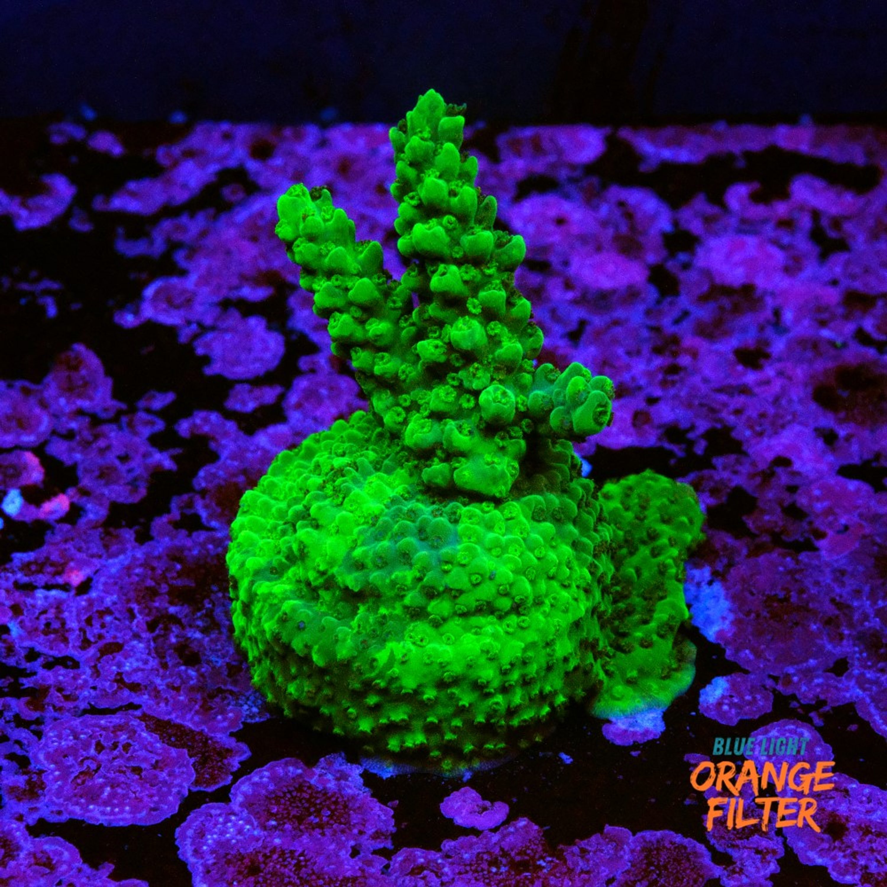 Acropora selago grafted
