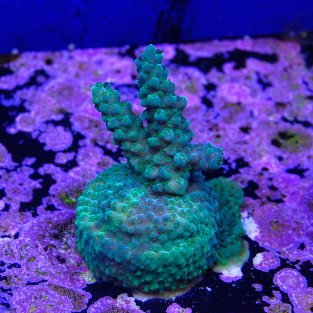 Acropora selago grafted 2